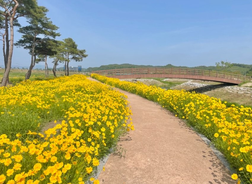 2.2024 금계국 천지, 예천 삼강 낭만 나들이 개최